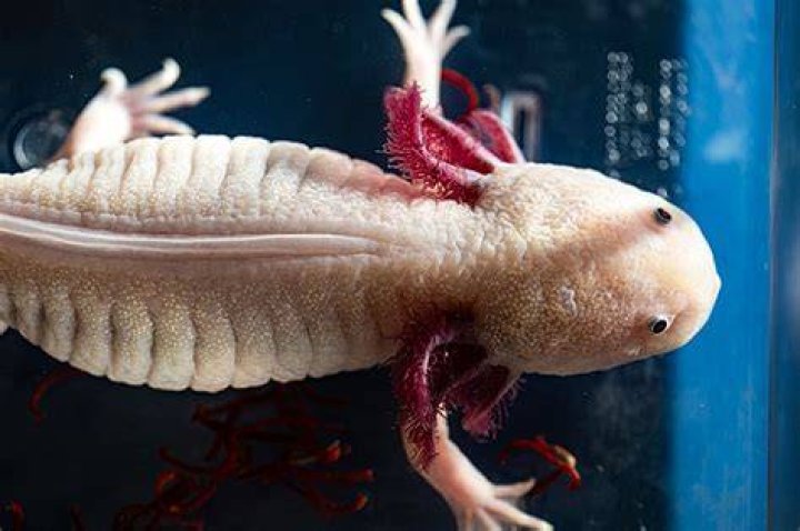 Are axolotls going extinct?