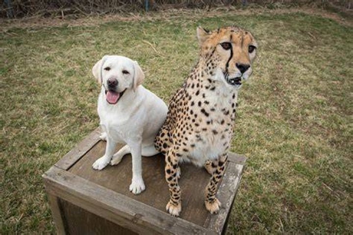 Are cheetahs dogs or cats?