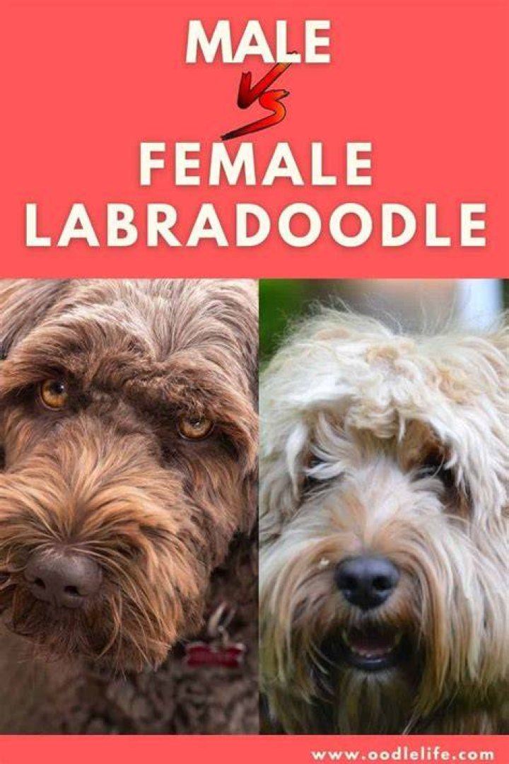Are male or female Labradoodles better?