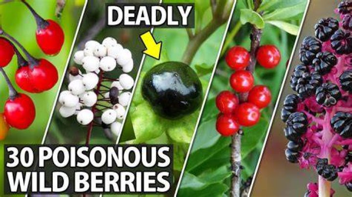 Are orange berries poisonous?
