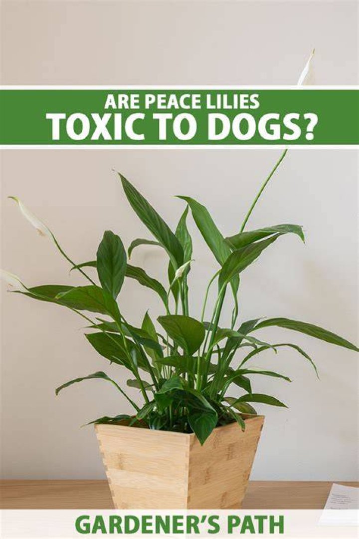 Are peace lilies toxic to dogs?