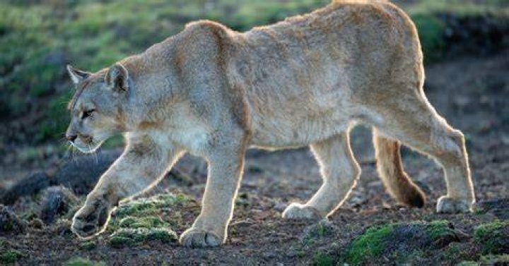 Are Pumas vegan?
