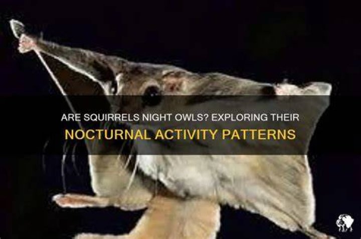 Are squirrels active at night?