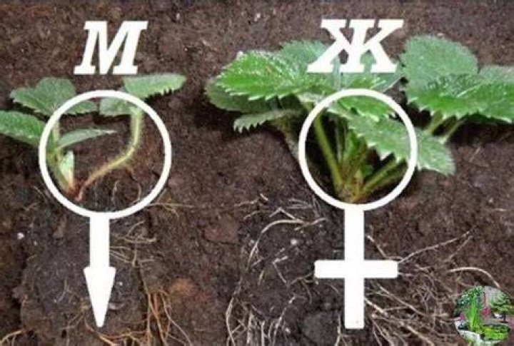 Are strawberries male or female?