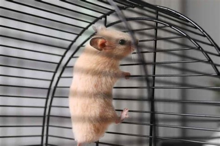 Can a hamster climb a tree?