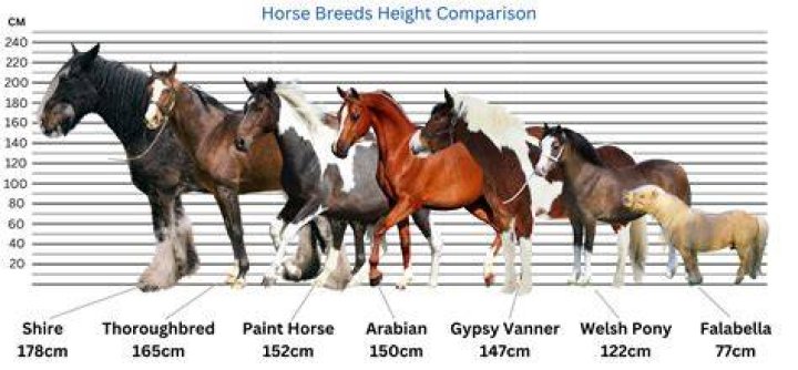 Can a horse breed with a dog?