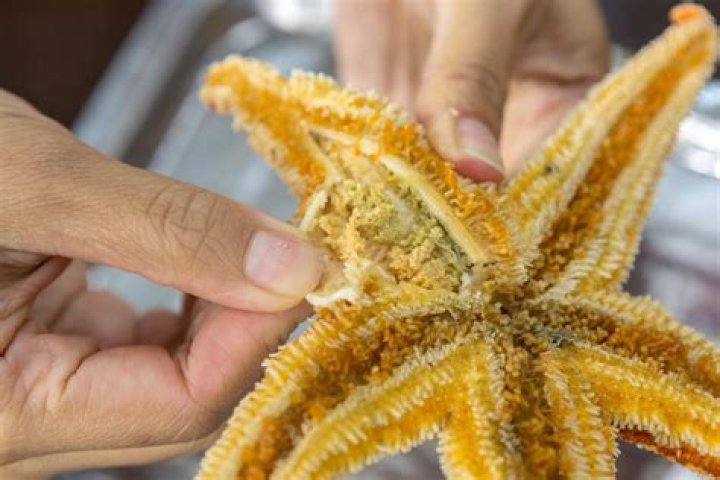 Can a starfish eat itself?