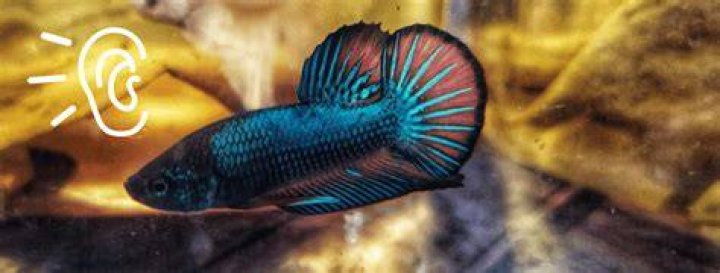 Can betta fish hear music?