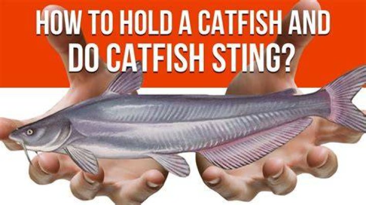 Can catfish hurt you?