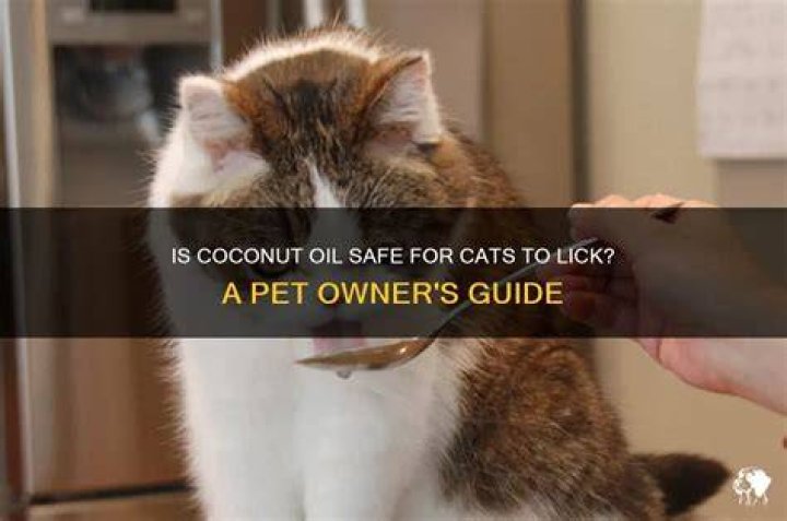 Can cats lick coconut oil?