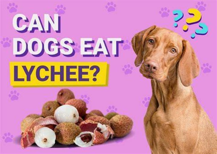Can dogs eat rubber?