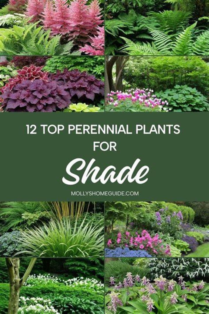 Can full sun plants grow in shade?