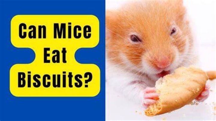 Can humans eat mice?