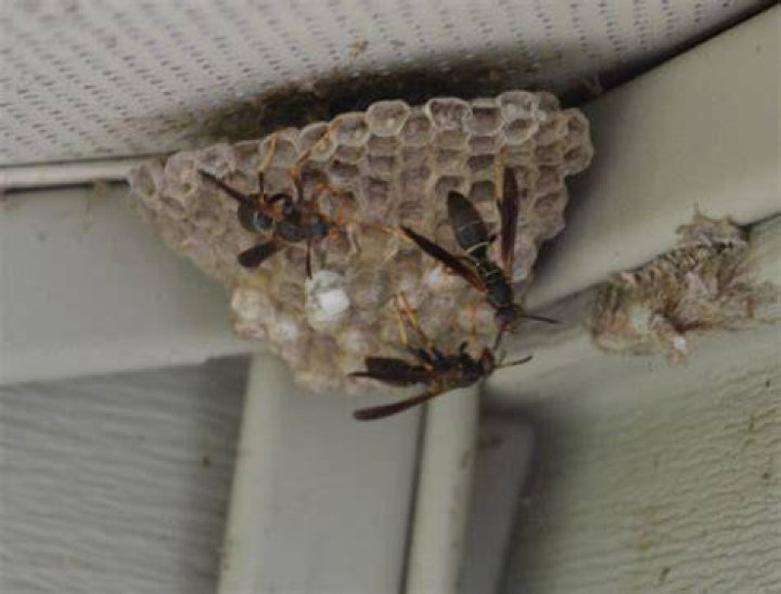Can I befriend wasps?