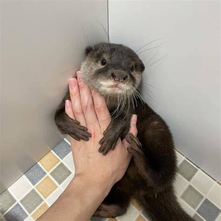 Can I buy an otter?