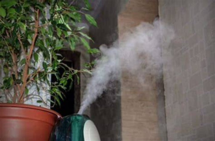Can mold in humidifier make you sick?