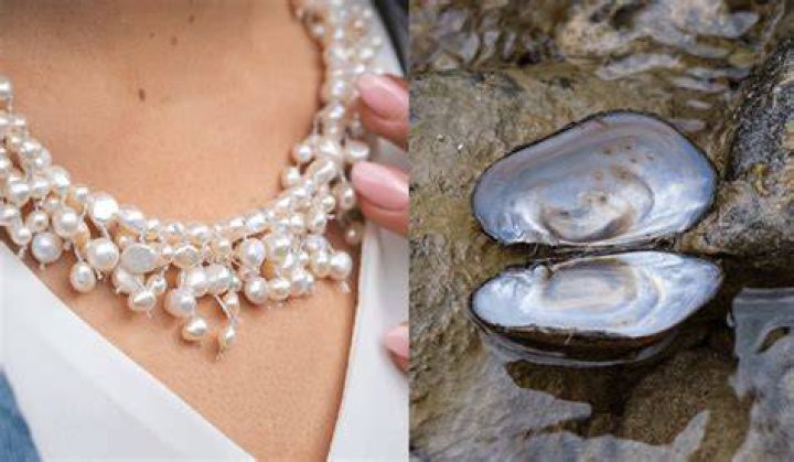 Can pearls go in water?