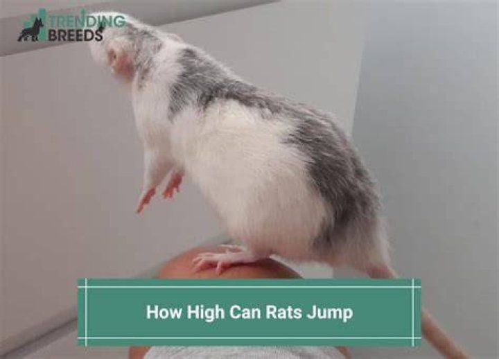 Can rats jump high?
