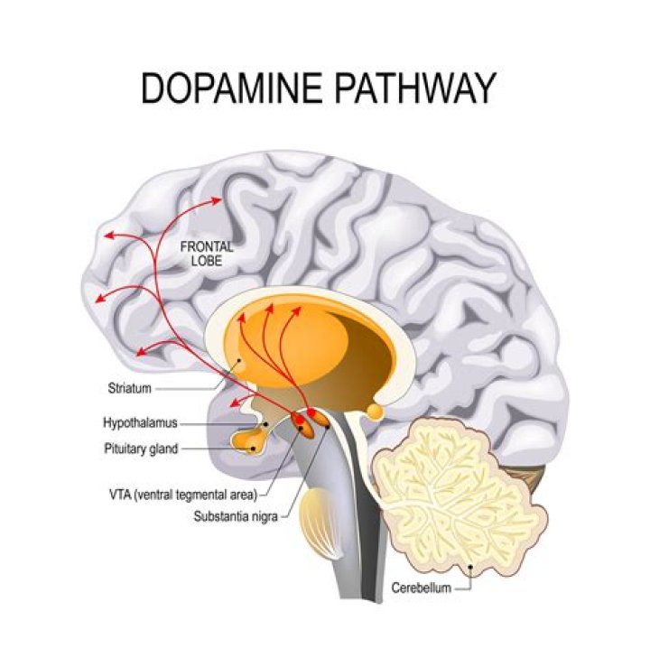 Can the brain run out of dopamine?