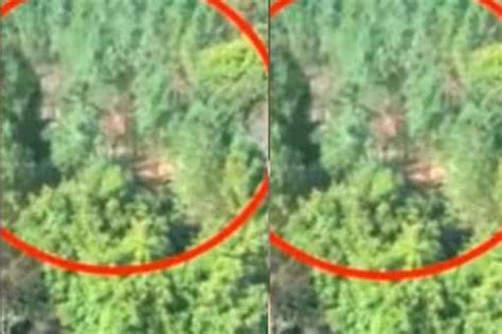 Can trees move on their own?