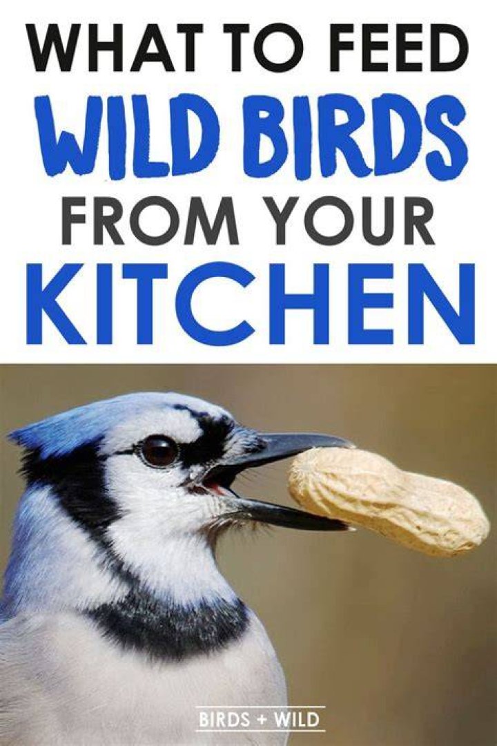 Can you feed a bird a cookie?