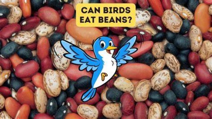 Can you feed dried beans to birds?