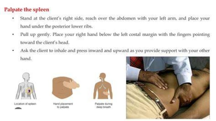 Can you palpate your own liver?