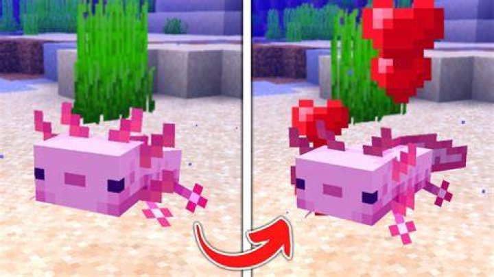 Can you tame a axolotl in Minecraft?
