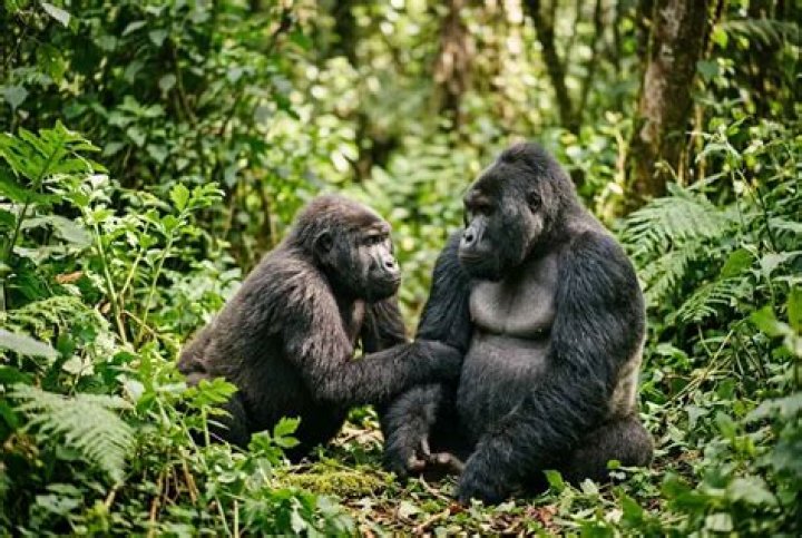Do animals seduce?