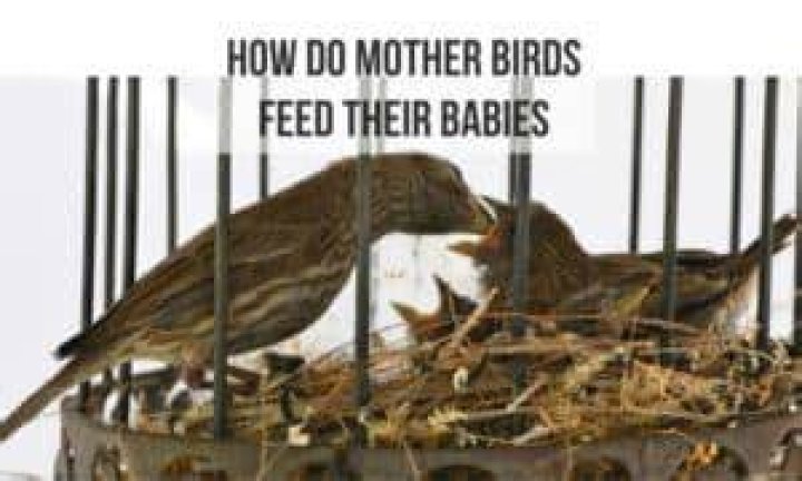 Do babies forget their mother?