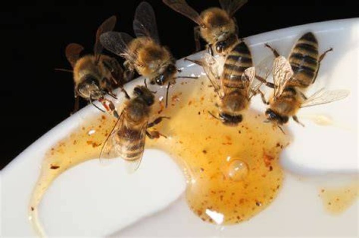 Do bees eat human food?