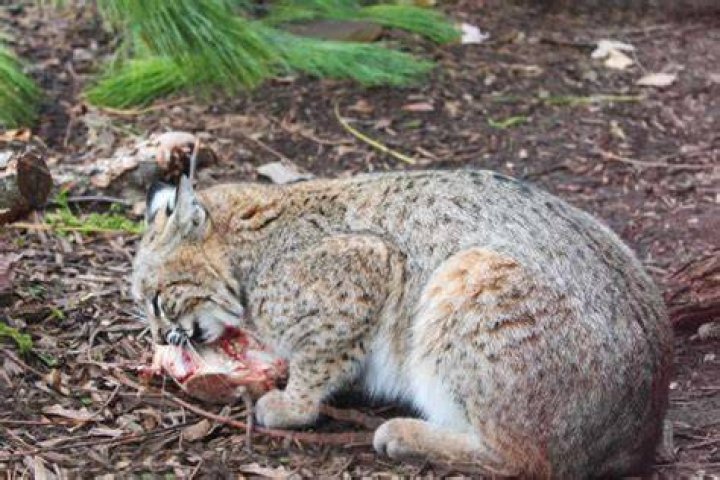 Do bobcats eat house cats?