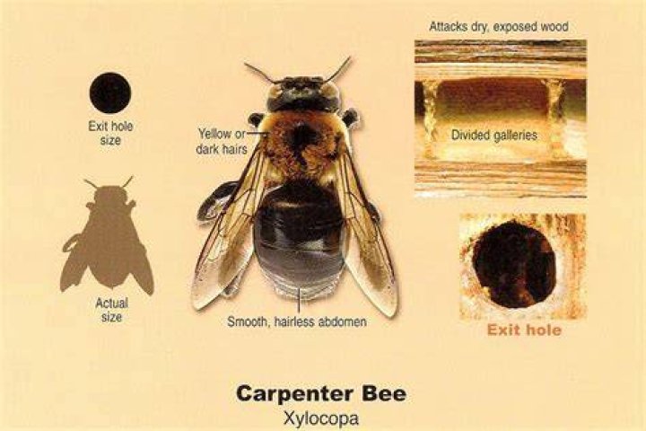 Do carpenter bees bore into pressure treated wood?