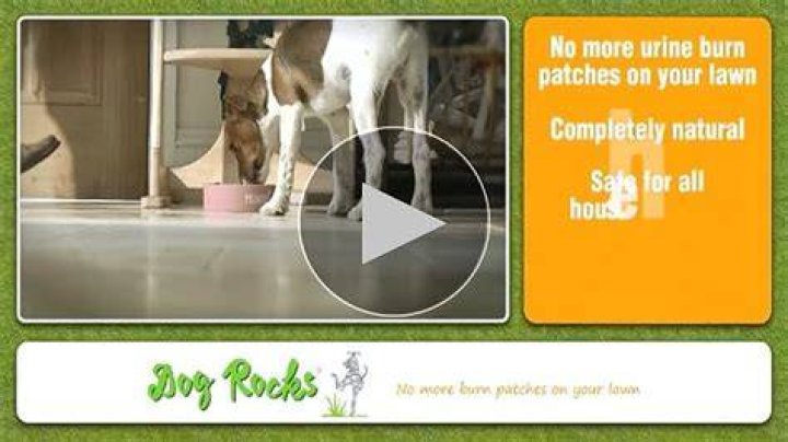 Do Dog Rocks cause UTI?