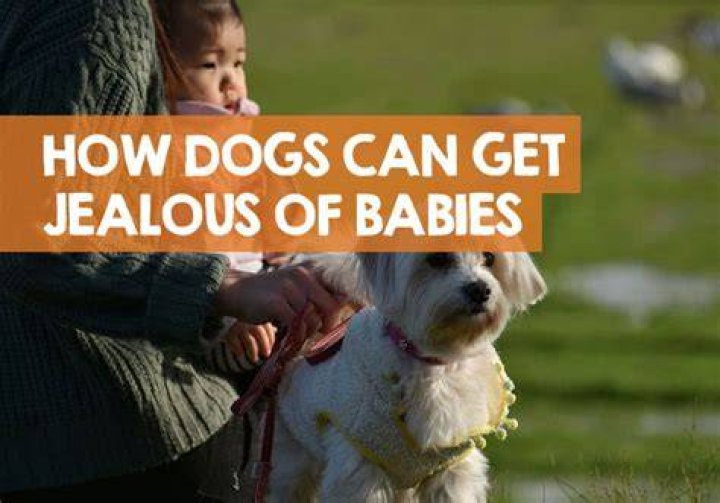 Do dogs get jealous of new babies?
