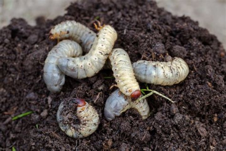 Do insects fertilize soil?