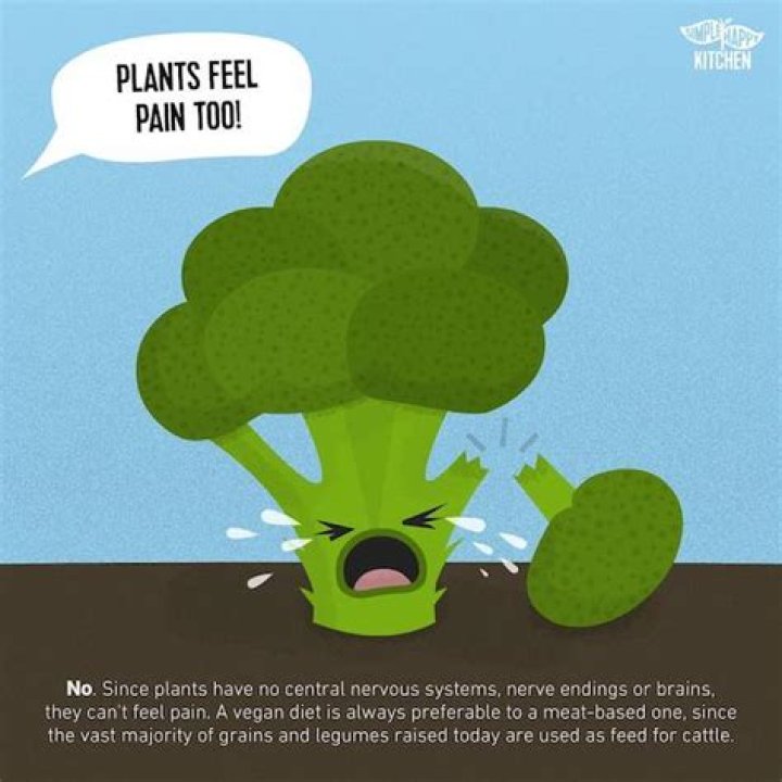 Do plants feel pain vegan?