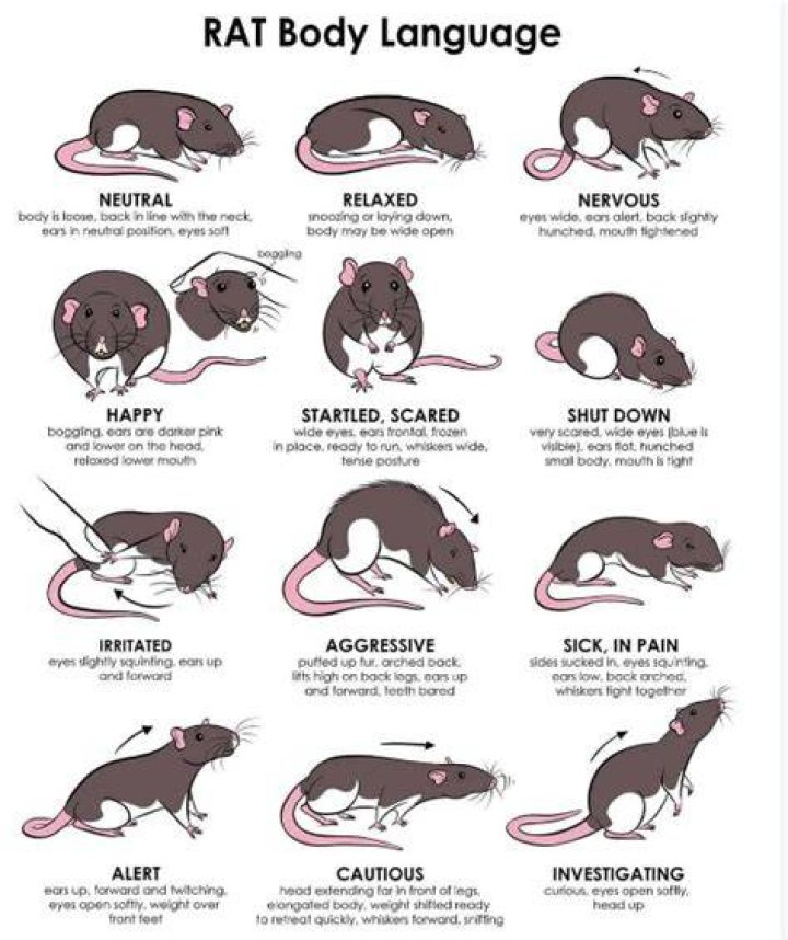 Do rats wag their tails when they are happy?