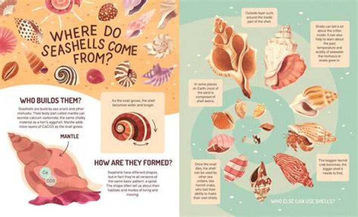 Do seashells grow?