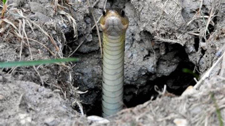 Do snakes burrow holes in the ground?