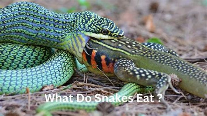 Do Vietnamese eat snakes?