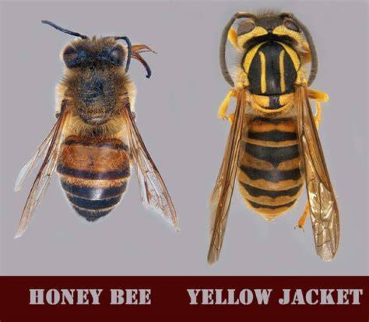 Do Yellowjackets like meat?