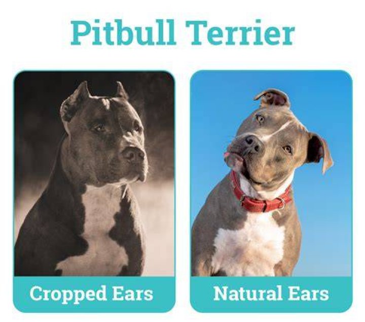 Does cropping Pitbull ears hurt?