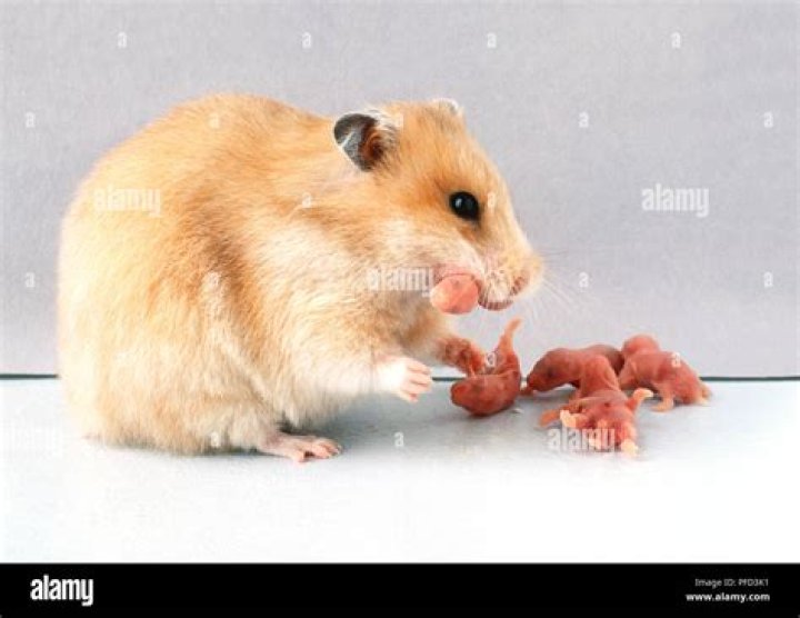 Does female hamster have periods?