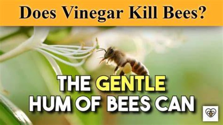 Does vinegar deter bees?