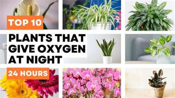 How can I increase oxygen in my room?