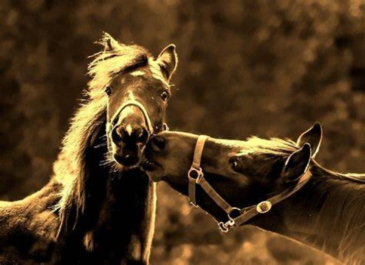 How do horses kiss people?