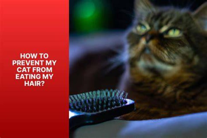 How do I get my cat to stop eating my hair?