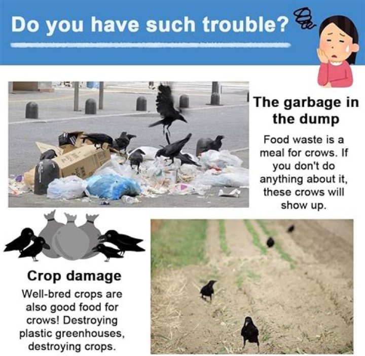 How do I get rid of crows?