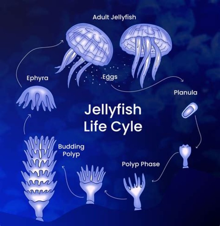 How do jellyfish get pregnant?